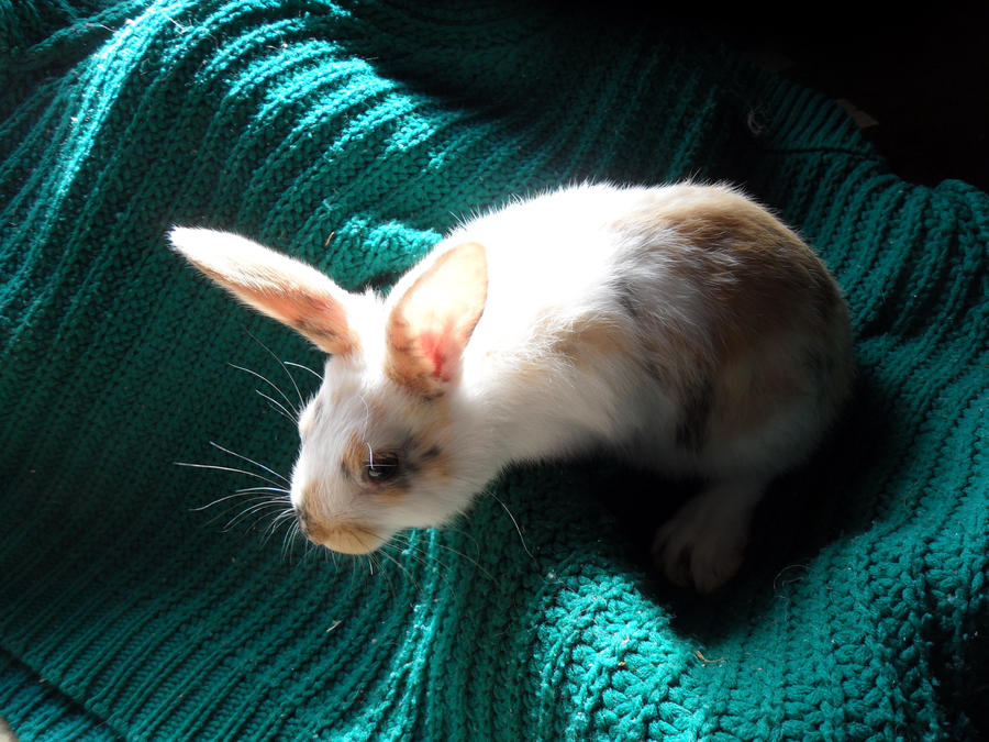 tricolor rabbit 2 by ZUMzumSTAR on DeviantArt