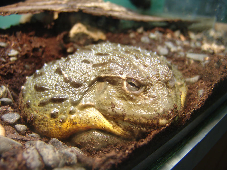 Earthen Toad The Bull By Zaratra On DeviantArt earthen-toad-the-bull-by-zaratra-on-deviantart