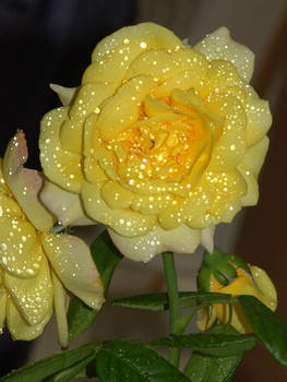 yellow rose