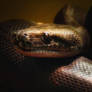 A large water python 2