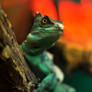 Basilisk 4