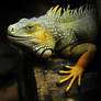Iguana