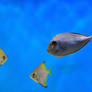 marine life