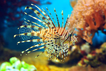 lion fish