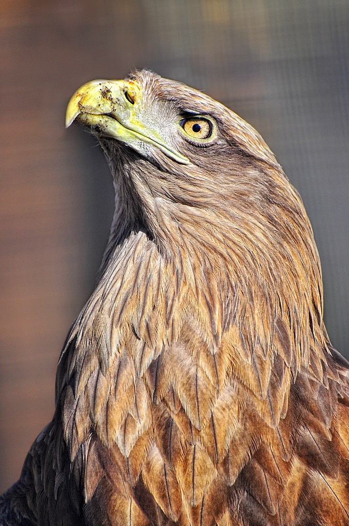 Portrait of an eagle