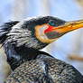 portrait cormorant