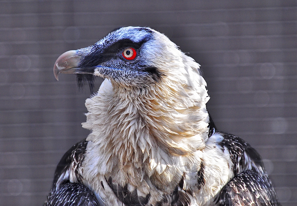 Gypaetus barbatus