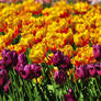 The Tulip festival in Central Park