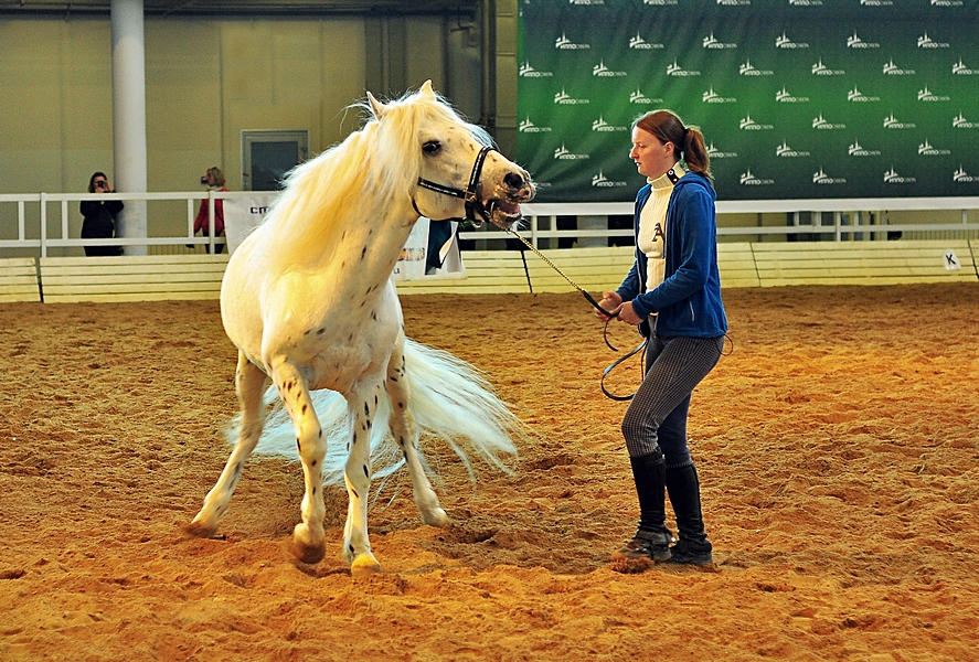 Novoaltajsk breed by Zaratra on DeviantArt