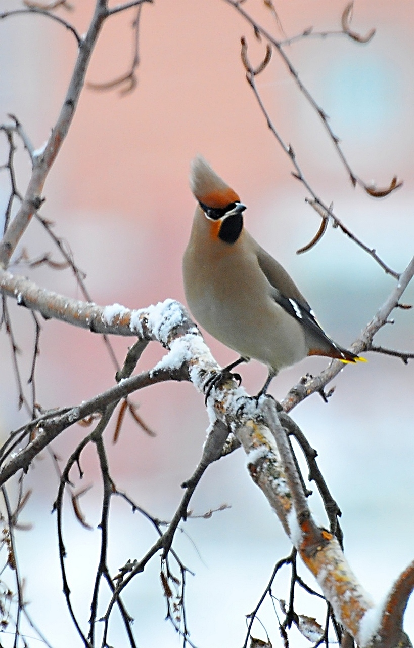 Waxwing