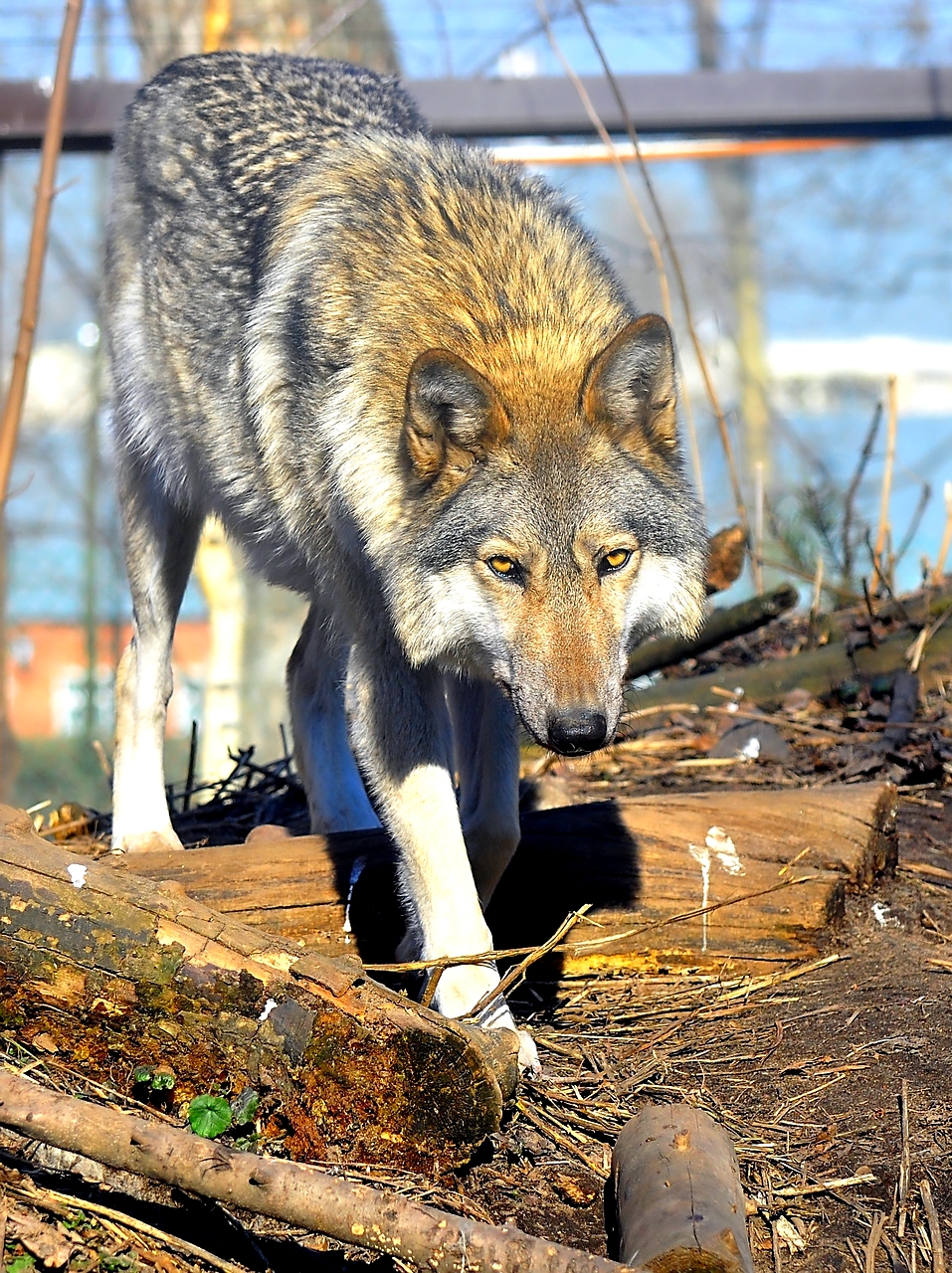 Wolf Shadow