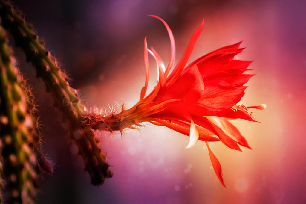 Living flame by Zaratra on DeviantArt