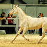 Akhal-Teke horses 701