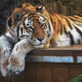 The Siberian tiger   2058 copy