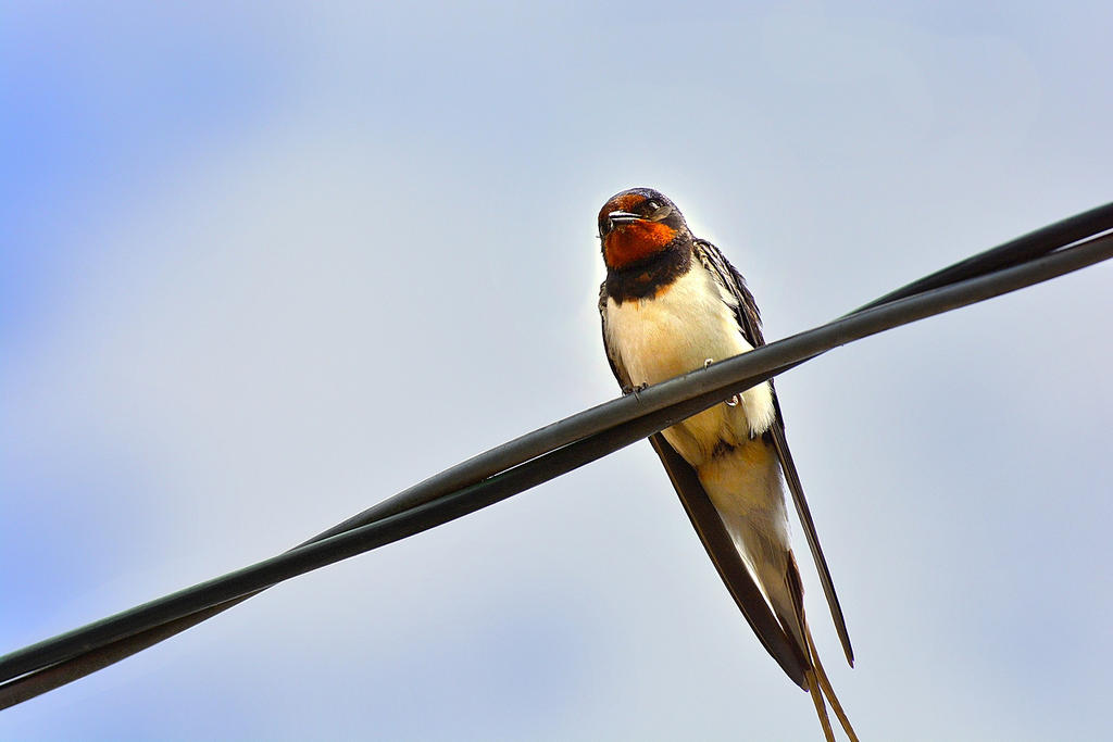 Swallow 2