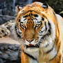 The Amur tiger