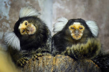 Marmoset ordinary.