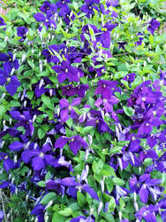 Climbing Purple Flowers