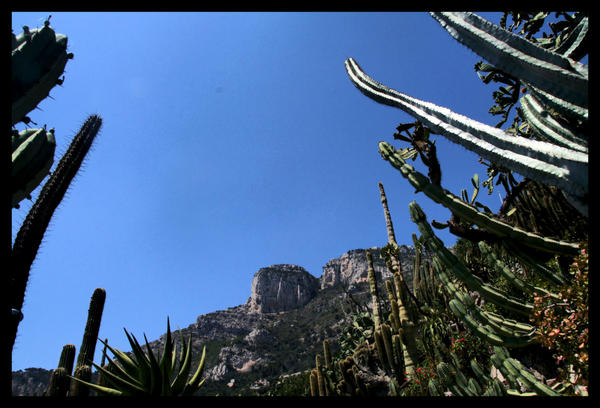 Jardin Exotique de Monaco