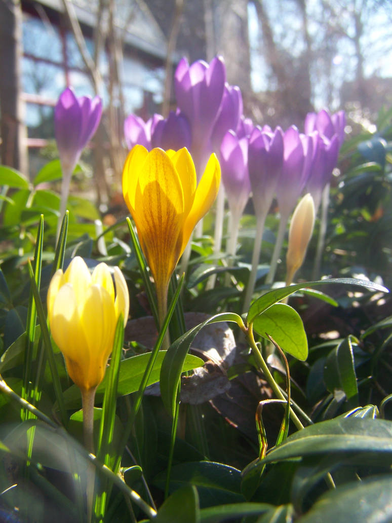 Crocus Sisters by stardrop