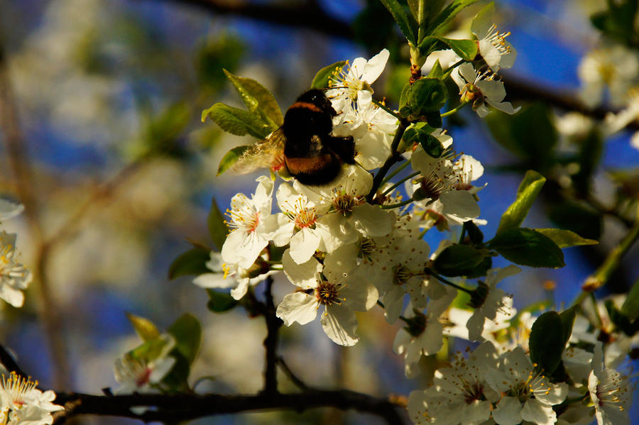 Spring Flowers