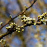 Spring Flowers