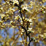 Spring Flowers