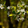Spring Flowers