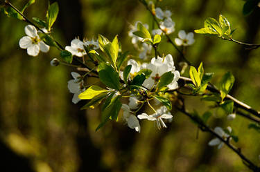 Spring Flowers