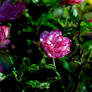 DSC9380c