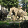 Basler Zoo 2006