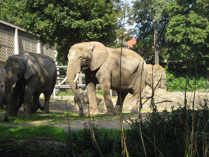 Basler Zoo 2006
