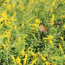 Butterfly out at Forest Glen