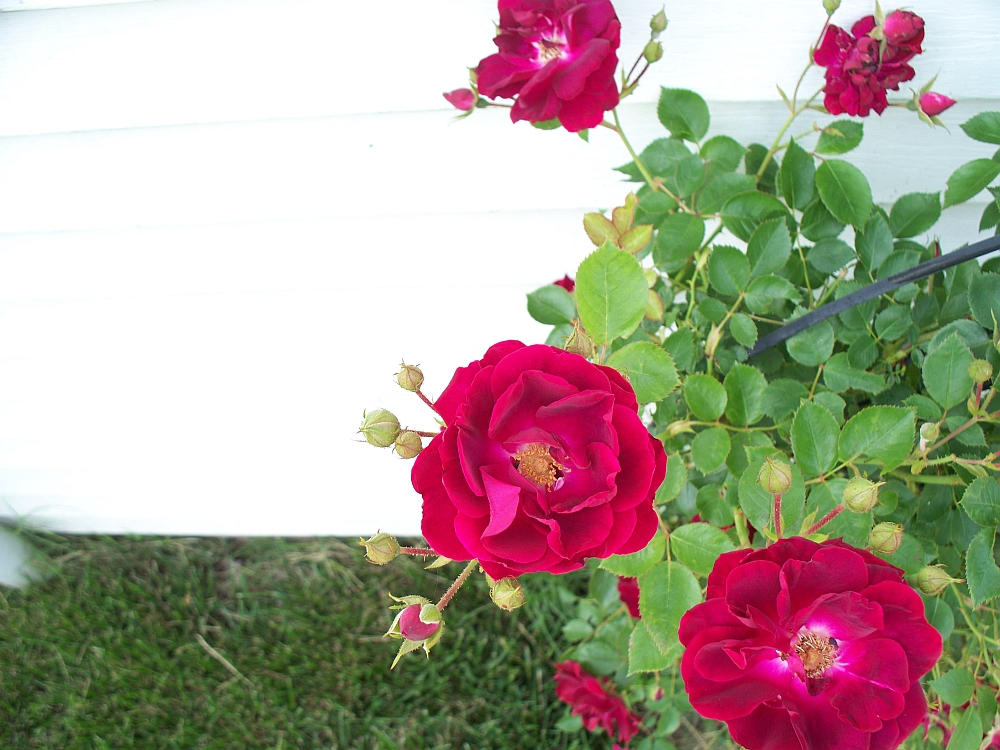 Wine Colored Roses 3 by cjmartin87 on DeviantArt