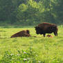 Buffalo Herd