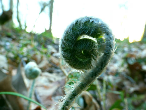 Unfurling Fern