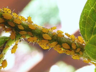 Aphid Colony