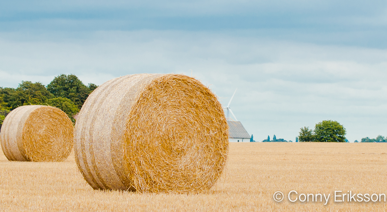 Harvest time