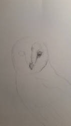 Barn owl - WIP