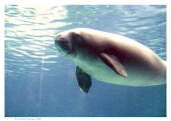 Dugong.