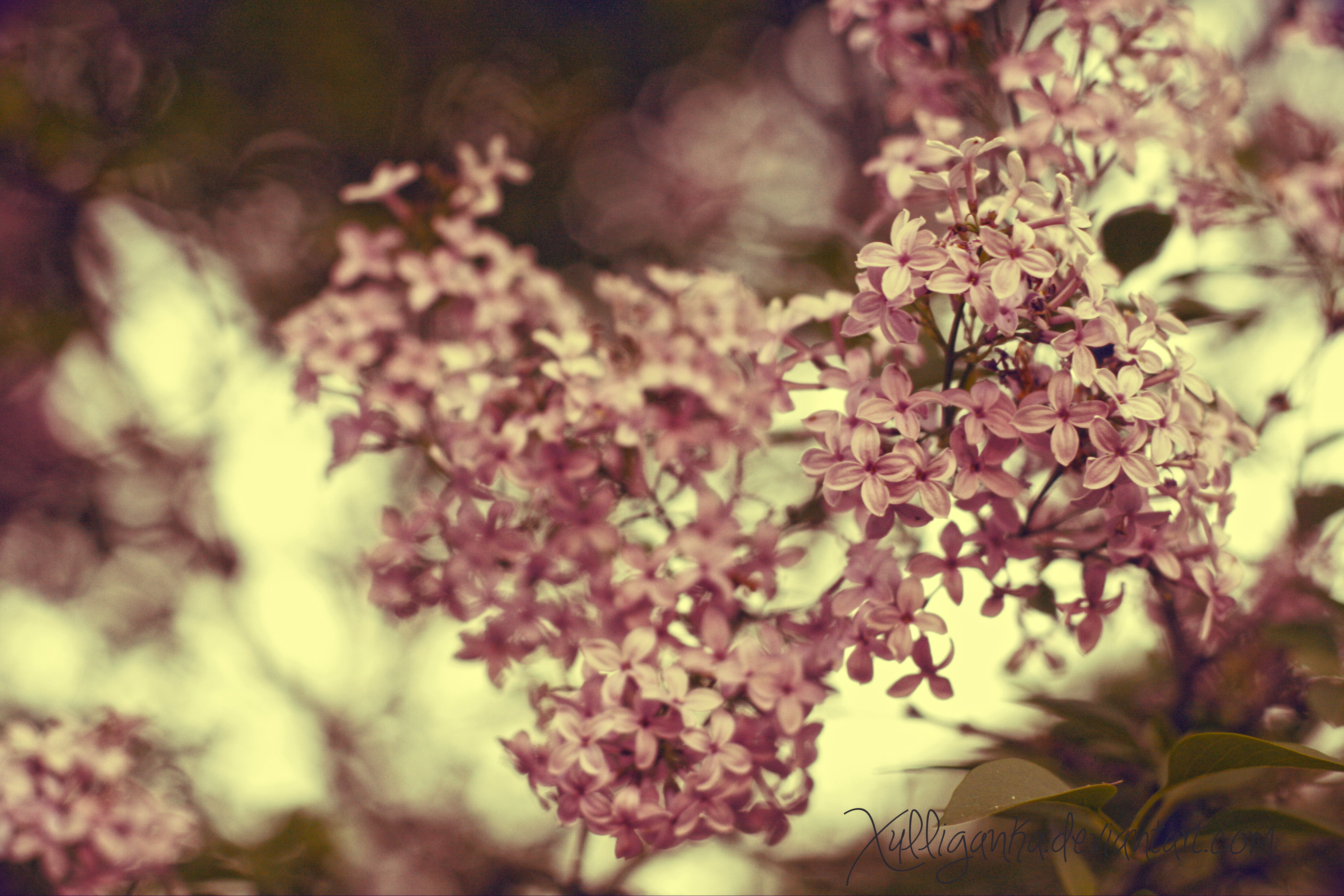 lilac.2