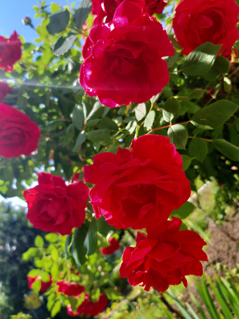 Hanging red roses by FloriLucia on DeviantArt