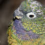 Scaly-headed Parrot