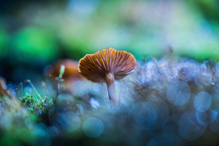 funky mushroom by sarahbuhr