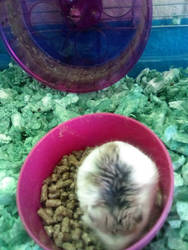 my new hammy when I first got him- 