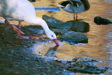 Reflective Kiss