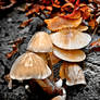 HDR Mushrooms 2009
