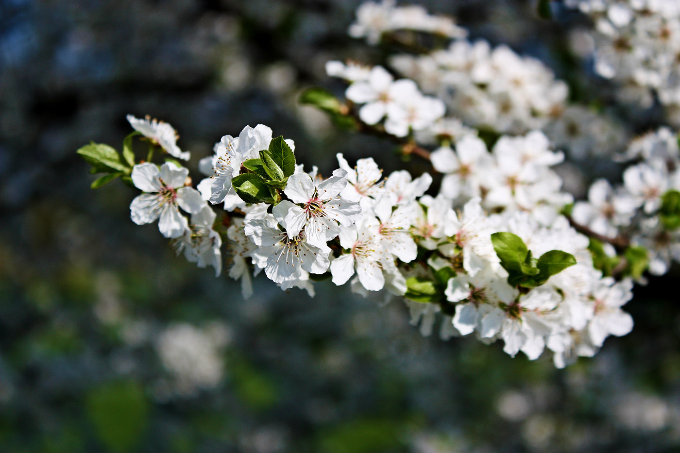 Obstbaum