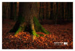 Der Herbst ist da ... by photoshoptalent