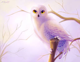 Snowy Owl